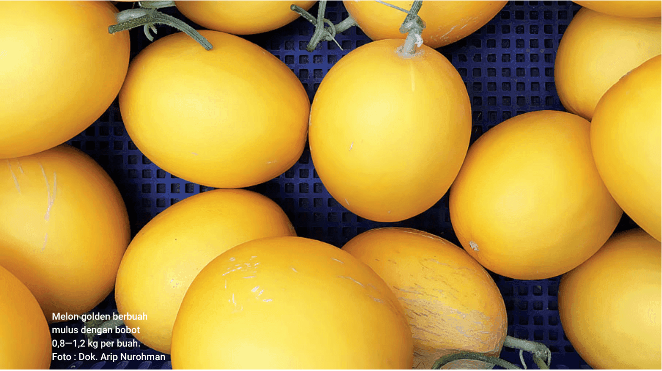 Alat Pintar di Kebun Melon